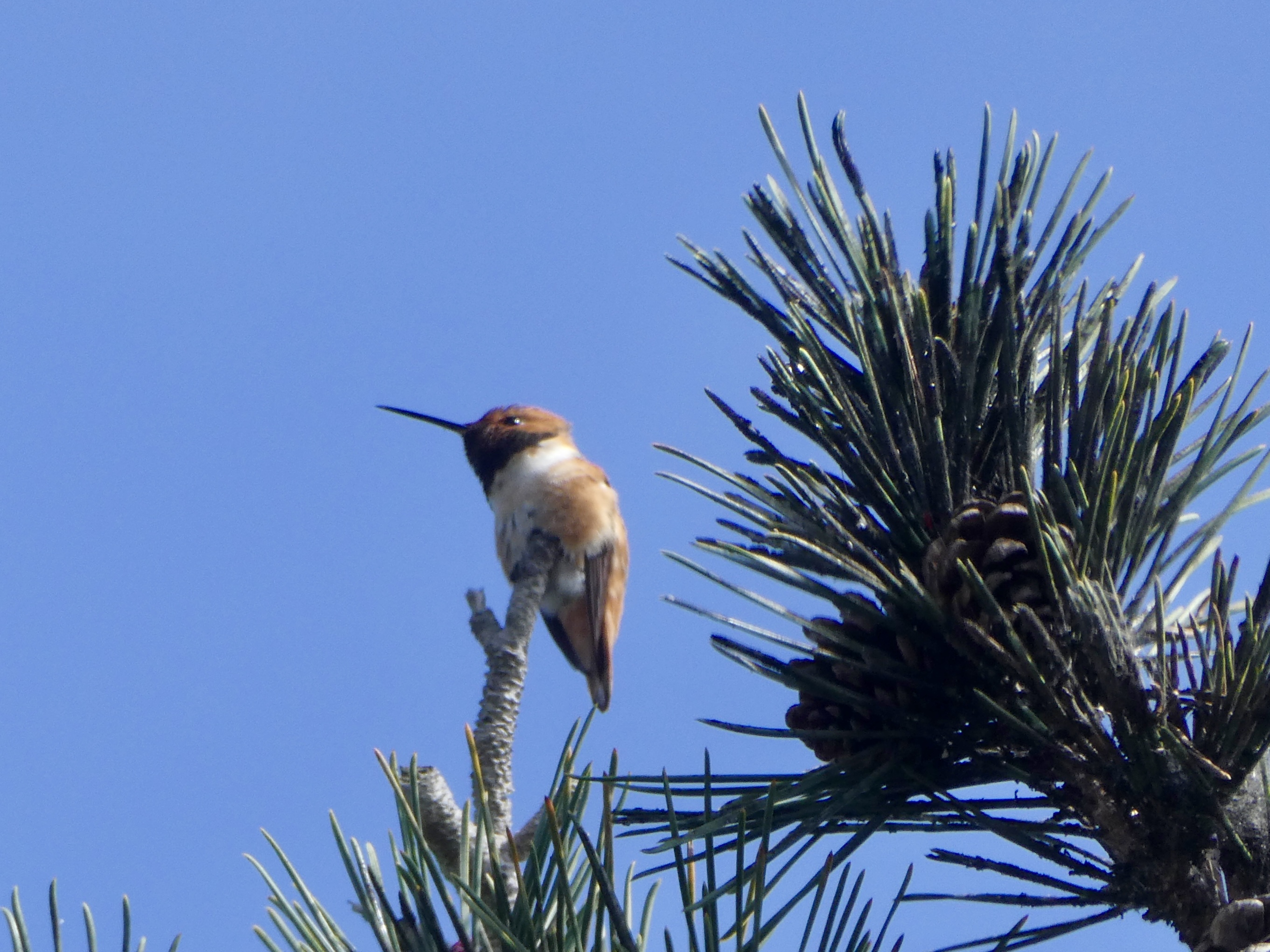 Allens Hummingbird